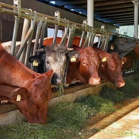 Filzenhof Lejlighed Kitzbühel