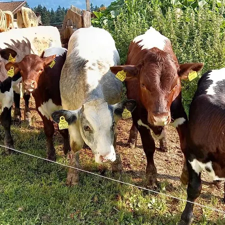 Filzenhof * Кицбюэль