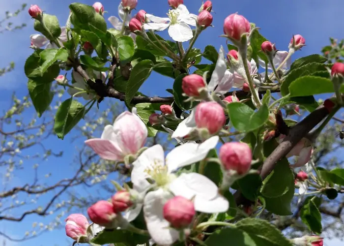 Filzenhof דירה *