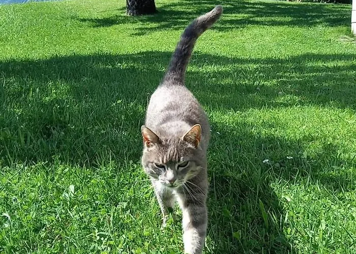 Filzenhof דירה *