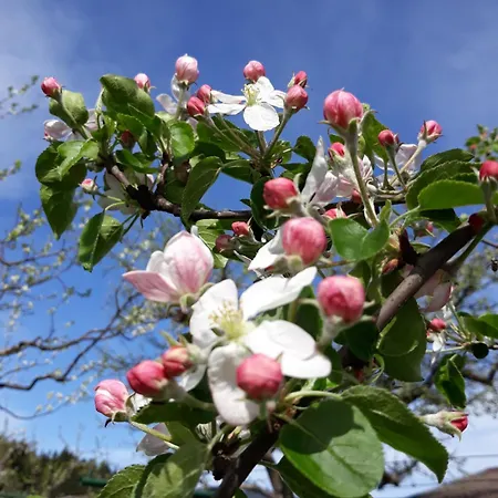 Filzenhof Appartement *
