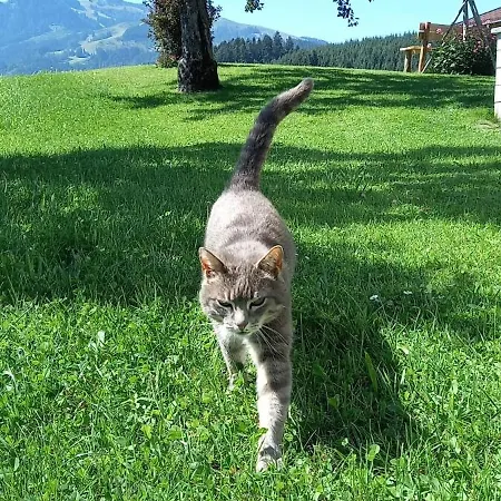 Filzenhof Appartement *