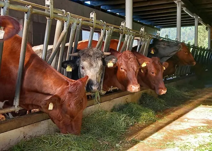 Filzenhof 公寓 基茨比厄尔