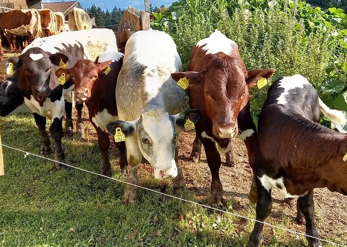 Filzenhof * 基茨比厄尔